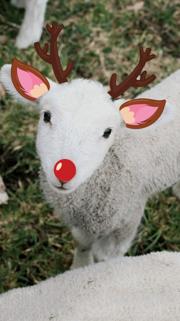 a photo of a little lamb with cartoon deer ears, antlers and a red nose